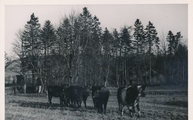 Cattle (15)