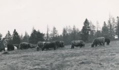 Highland Cows