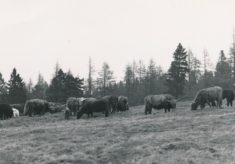 Highland Cows