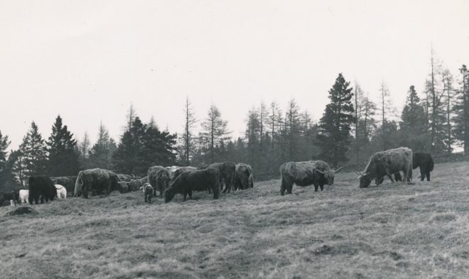 Highland Cows