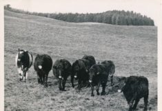 Cattle (16)