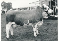 Cattle (17)