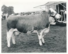 Cattle (17)