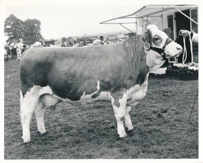 Cattle (17)