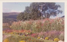 Garden (3)