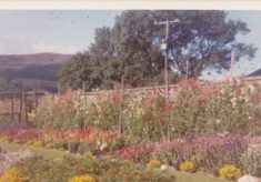 Garden (3)