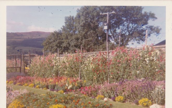 Garden (3)