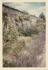 Garden (7)