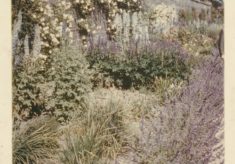 Garden (7)